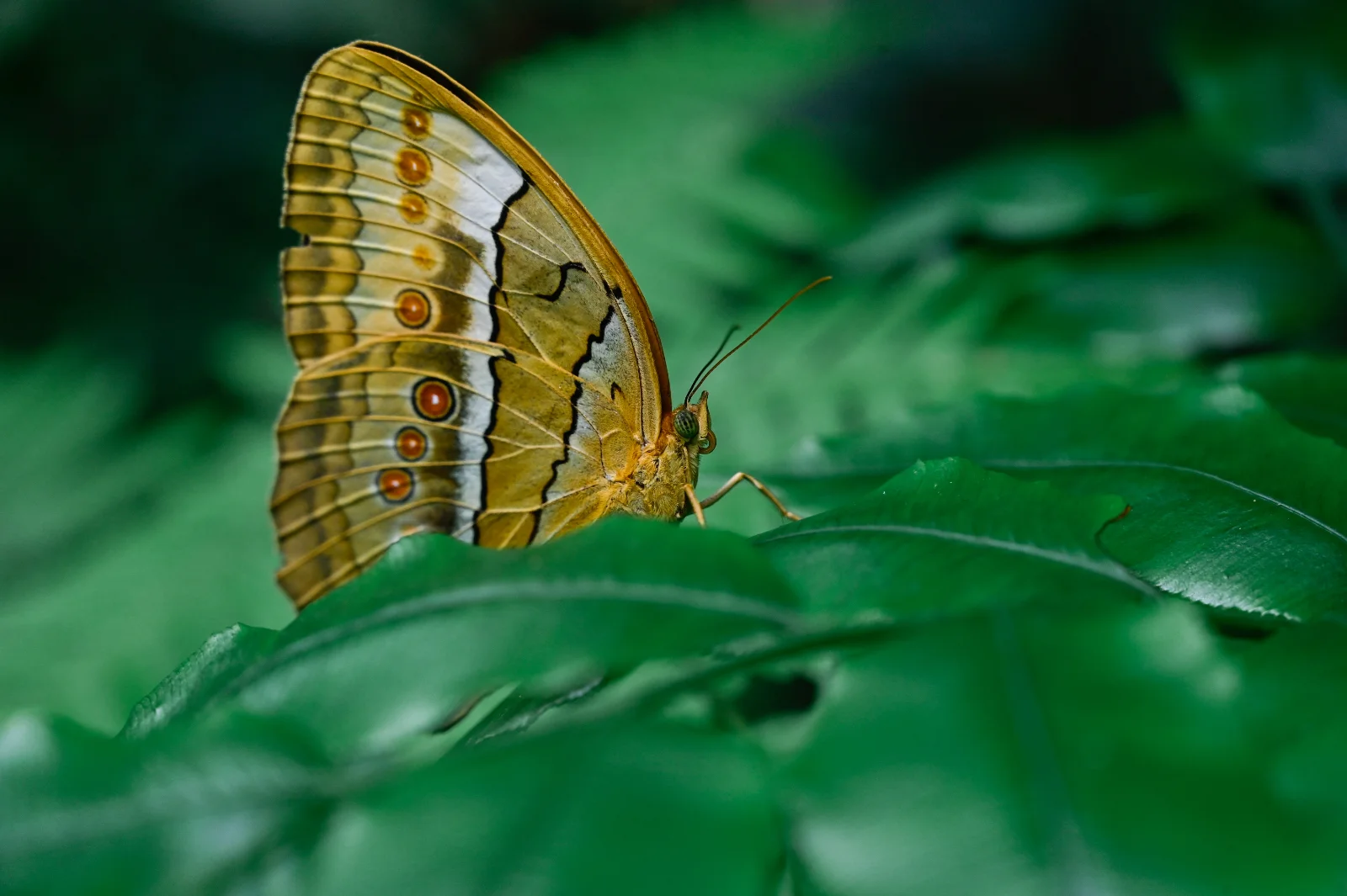 A golden butterfly with orange eyespots resting on green leaves